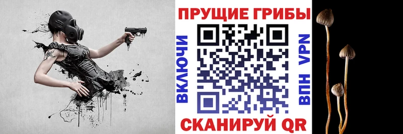 Галлюциногенные грибы Psilocybine cubensis  где найти наркотики  Мурино 